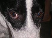 Perro extraviado Macaracuay