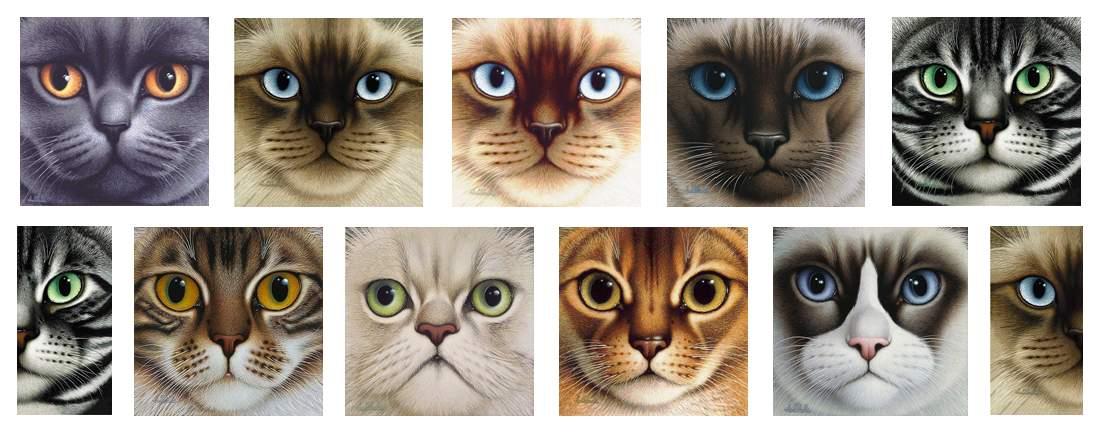 Nine Lives - Braldt Bralds