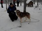 Viaje Laponia Visita granja Huskies