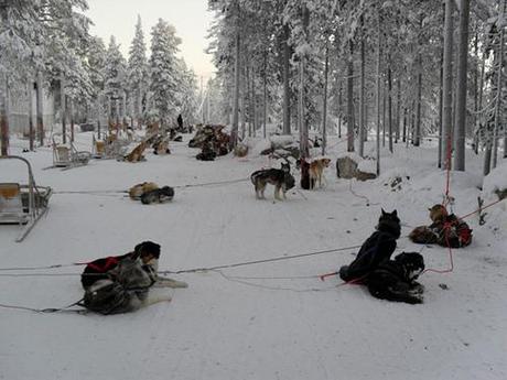 Visita a una granja de Huskies