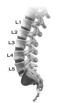 El nombre de las vértebras C:\Documents and Settings\Milto Castellanos\Escritorio\ANATOMY_lumbar1.jpg