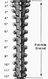 El nombre de las vértebras C:\Documents and Settings\Milto Castellanos\Escritorio\columna.jpg