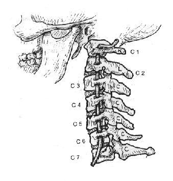 El nombre de las vértebras C:\Documents and Settings\Milto Castellanos\Escritorio\cervical-diagram.gif