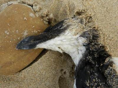 Víctimas de los temporales