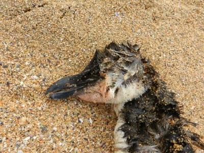 Víctimas de los temporales