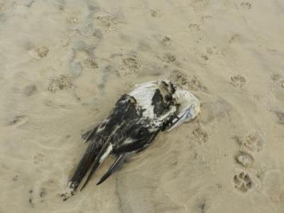 Víctimas de los temporales