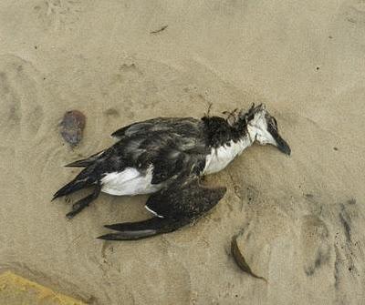 Víctimas de los temporales