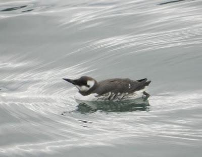 Víctimas de los temporales