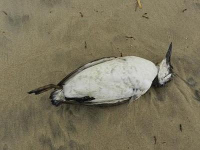 Víctimas de los temporales