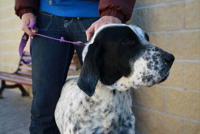 DAMA - mestiza de pointer de 4 años - Madrid - Urgente!!!