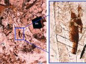 raro mineral lunar hallado Tierra