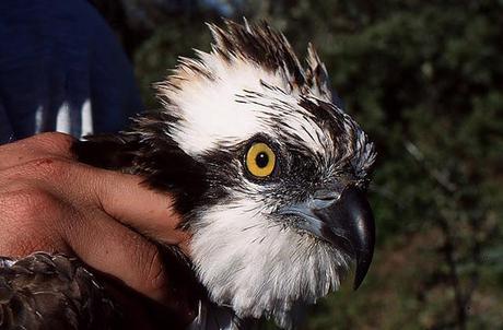 Naturaleza 'enlatada'