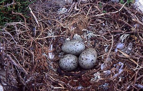 Naturaleza 'enlatada'