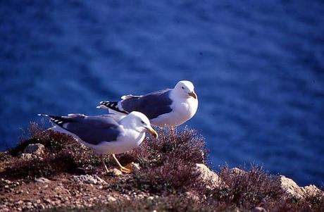 Naturaleza 'enlatada'