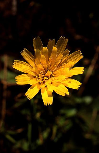 Naturaleza 'enlatada'