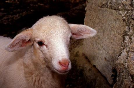 Naturaleza 'enlatada'