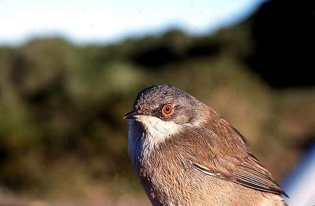 Naturaleza 'enlatada'