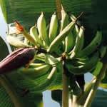 platano planta medicinal