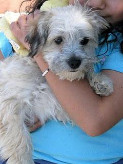 Animales de compañía, benéficos para el desarrollo de niños y personas de la tercera edad