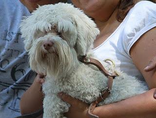Animales de compañía, benéficos para el desarrollo de niños y personas de la tercera edad
