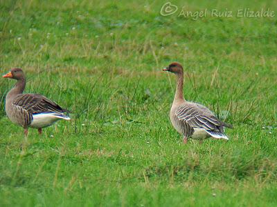 Anteayer por Santoña...