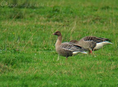 Anteayer por Santoña...