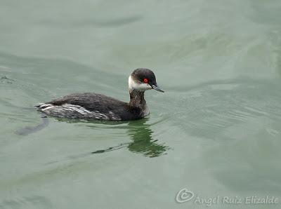 Anteayer por Santoña...