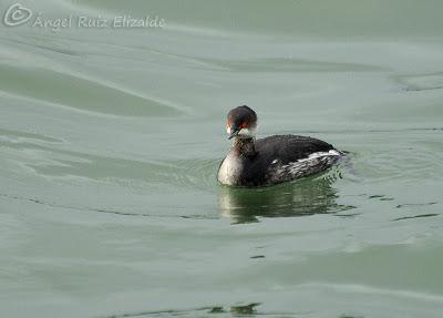 Anteayer por Santoña...