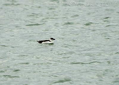 Anteayer por Santoña...