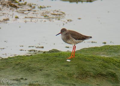 Anteayer por Santoña...