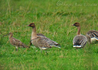 Anteayer por Santoña...