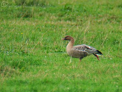 Anteayer por Santoña...