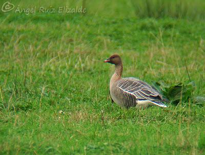 Anteayer por Santoña...
