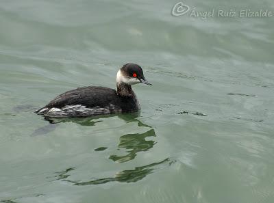 Anteayer por Santoña...
