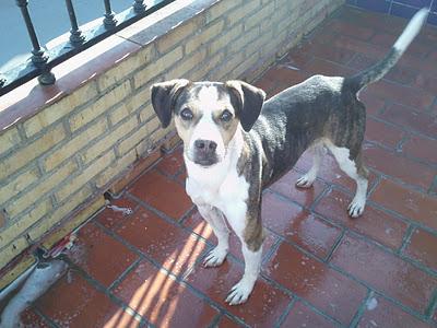 RUFINO. CRUCE DE BEAGLE DE UN AÑO O MENOS ABANDONADO POR SU DUEÑO. (SEVILLA)