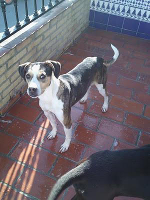 RUFINO. CRUCE DE BEAGLE DE UN AÑO O MENOS ABANDONADO POR SU DUEÑO. (SEVILLA)