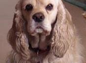 Maxi, perro perdido provincia zaragoza.