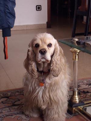 MAXI, PERRO PERDIDO EN LA PROVINCIA DE ZARAGOZA.