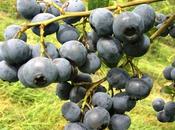 Productos región ...(arándanos)