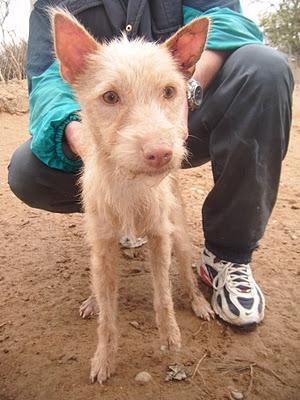 SURI...¿QUÉ TE HAN HECHO?