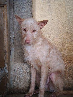 Suri... ¿qué te han hecho?