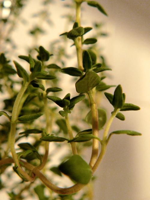 tomates confitados | para tener siempre a mano