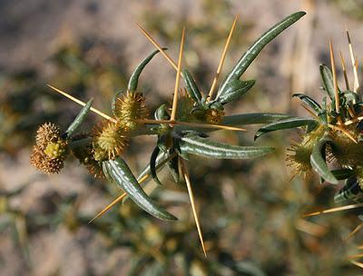 Xanthium Spinosum