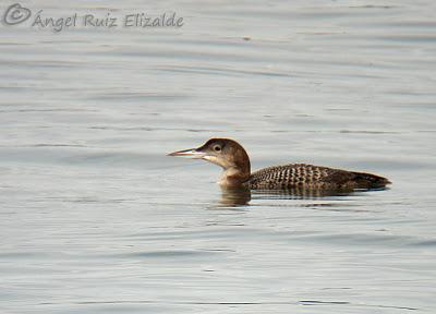 Anteayer por la Bahía de Santander...