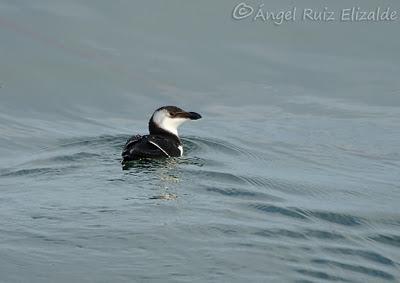 Anteayer por la Bahía de Santander...