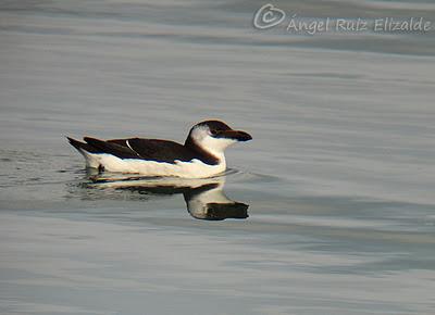 Anteayer por la Bahía de Santander...
