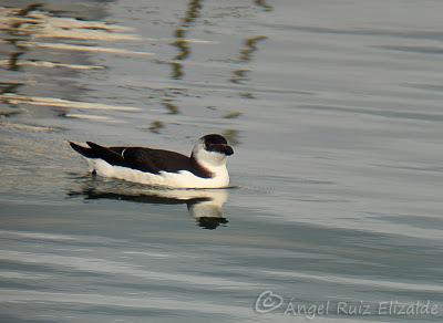 Anteayer por la Bahía de Santander...