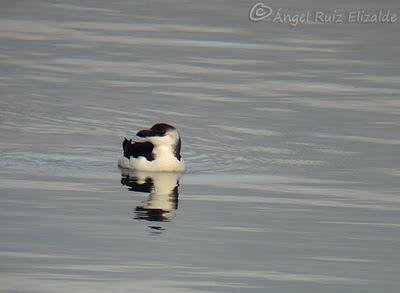 Anteayer por la Bahía de Santander...
