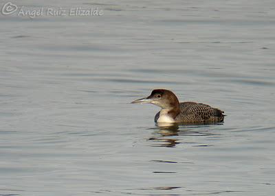 Anteayer por la Bahía de Santander...