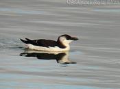 Anteayer Bahía Santander...